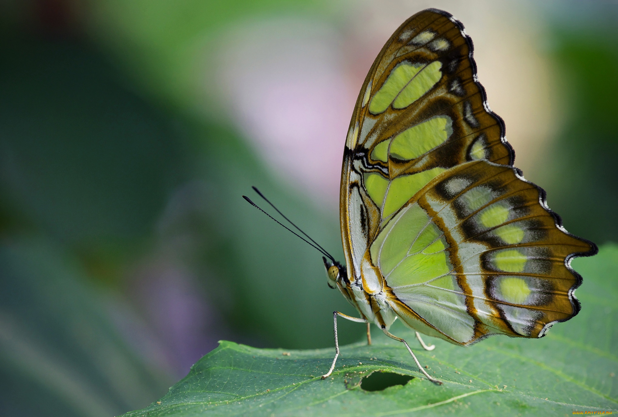 Butterfly. Малахитовая бабочка. Салатовая бабочка. Красивая зеленая бабочка. Бабочка светло зеленая.